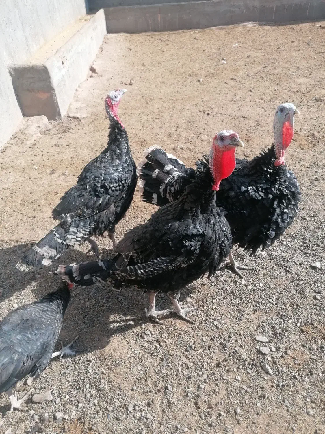 بوقلمون|حیوانات مزرعه|سبزوار, قصبه شرقی|دیوار