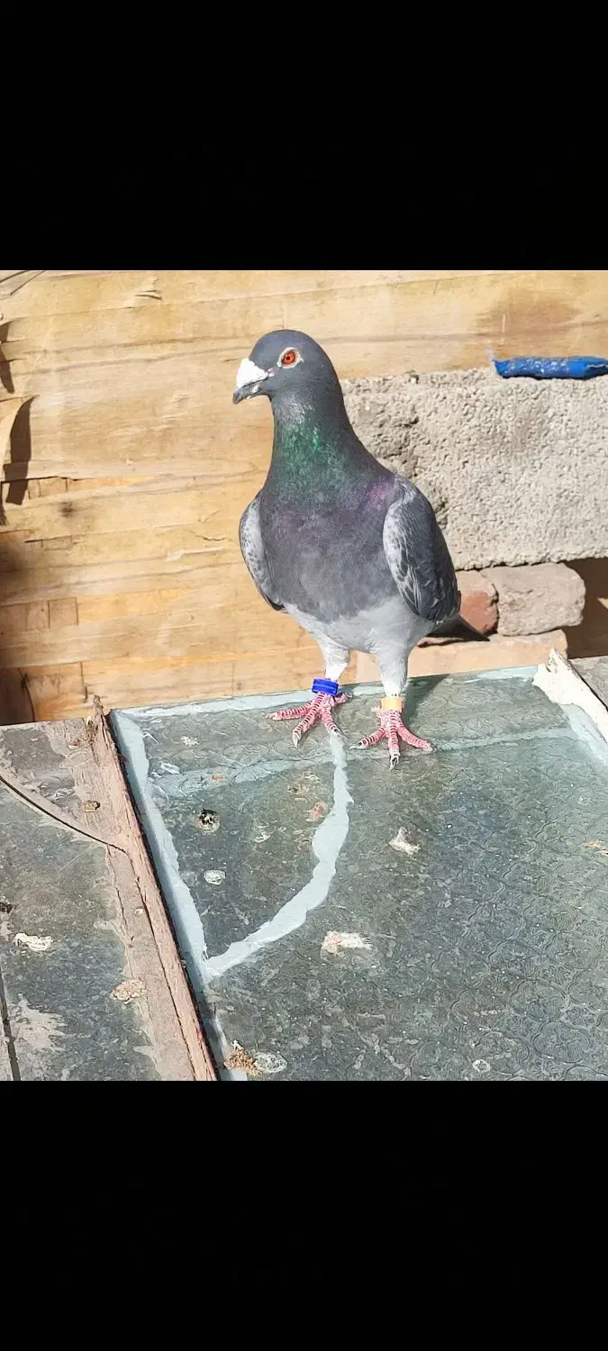 کبوتر گم شده|پرنده|خوی, |دیوار