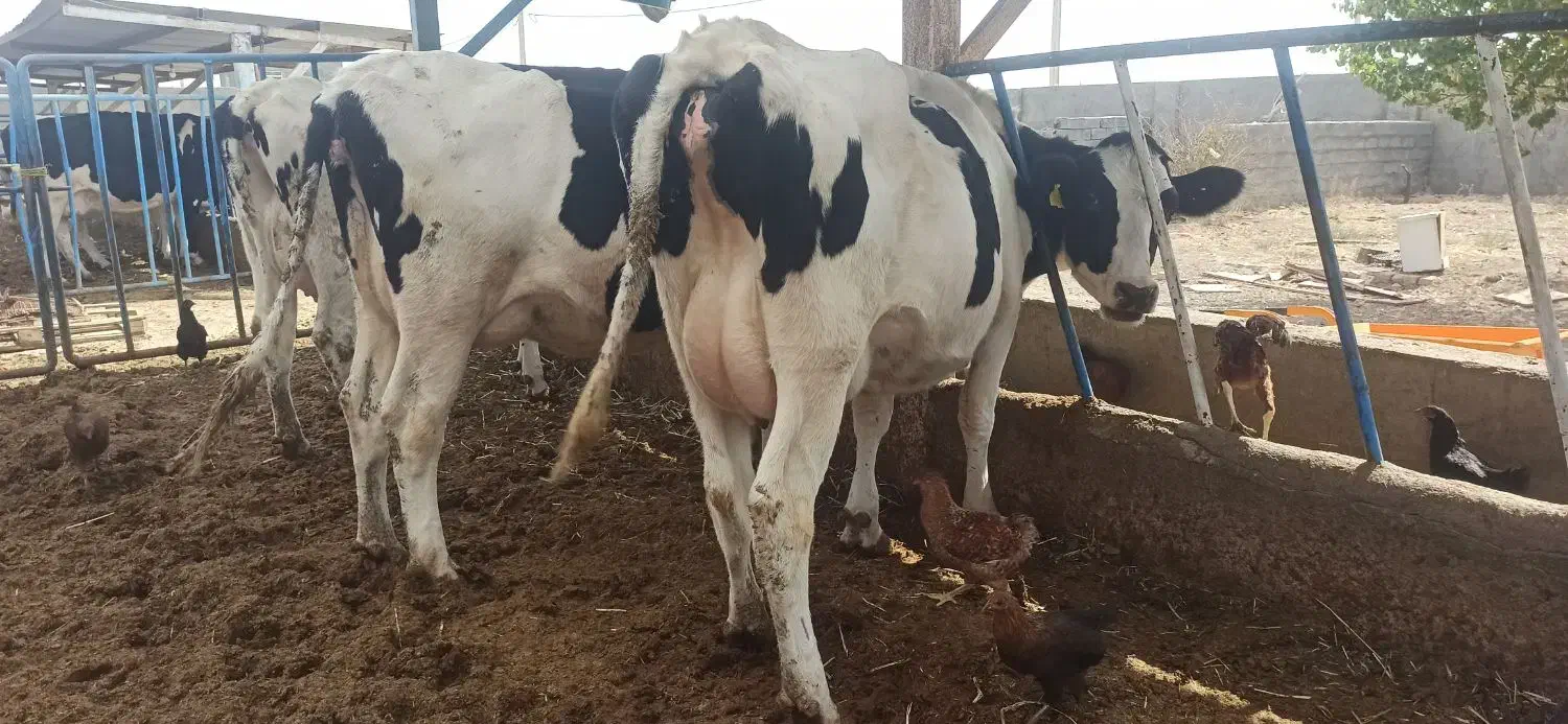 5 راس توخک و یک گاو شکم سوم 3 راس گوساله|حیوانات مزرعه|فریمان, |دیوار