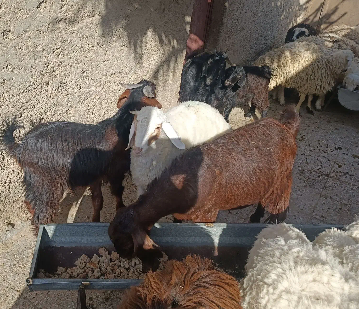 فروش بره و بزغاله نژاد خوب گوشتی|حیوانات مزرعه|زابل, |دیوار