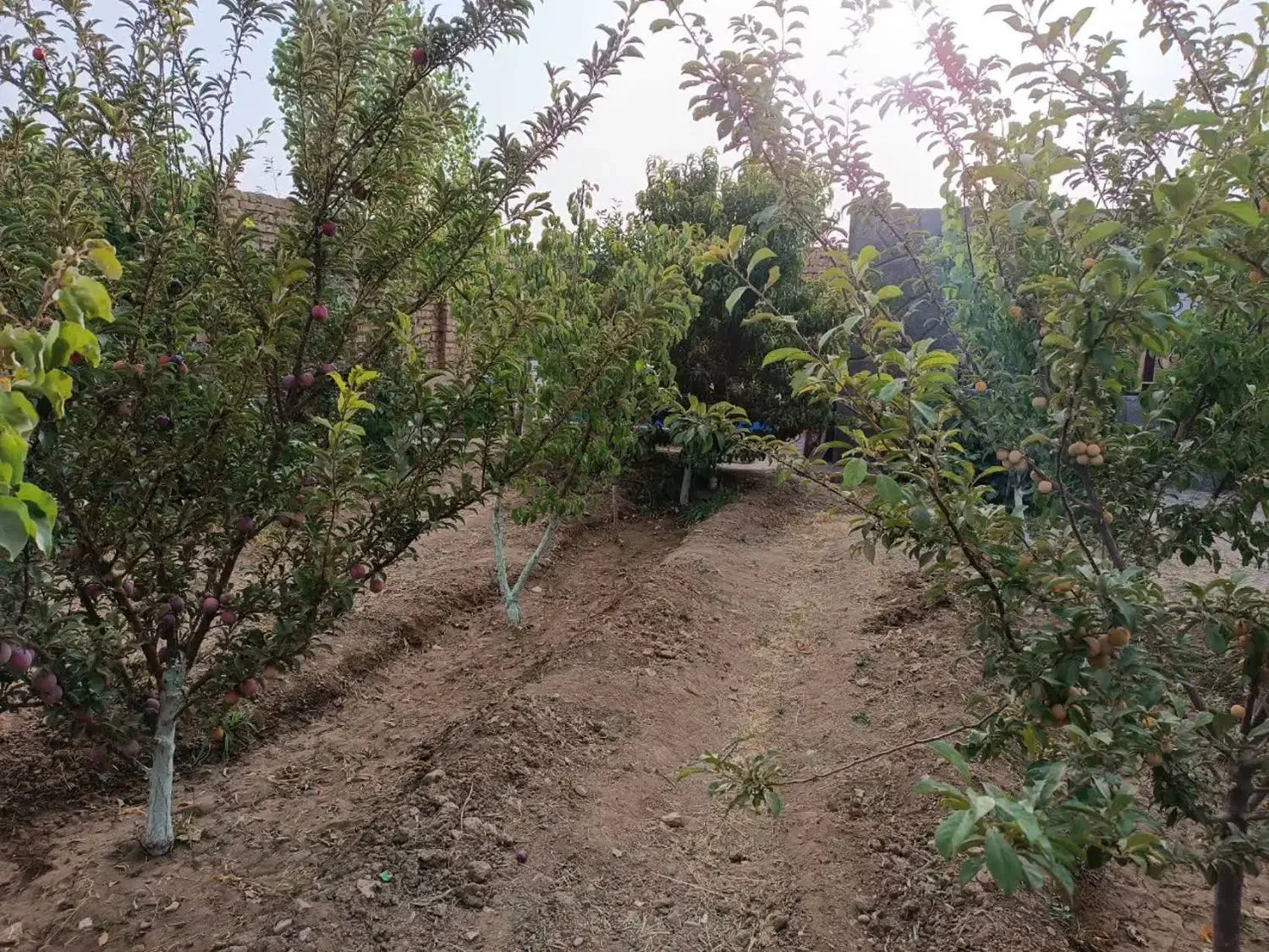 کهک زمین باغی ۱۵۰۰متر|فروش زمین و ملک کلنگی|کهک, |دیوار