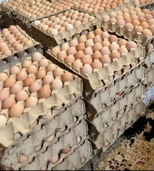 فروش تخم مرغ محلی نژاد گلپایگانی|حیوانات مزرعه|گرگان, |دیوار