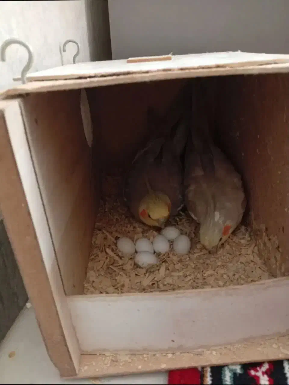 عروس هلندی مولد ۵ عدد|پرنده|رباط‌کریم, رباط‌کریم|دیوار