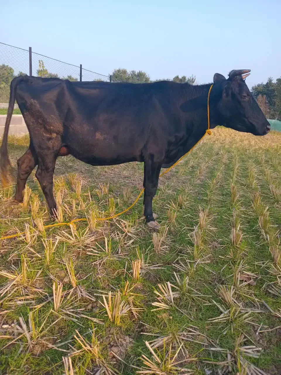 گاو دورگ محلی حامله|حیوانات مزرعه|سنگر, |دیوار