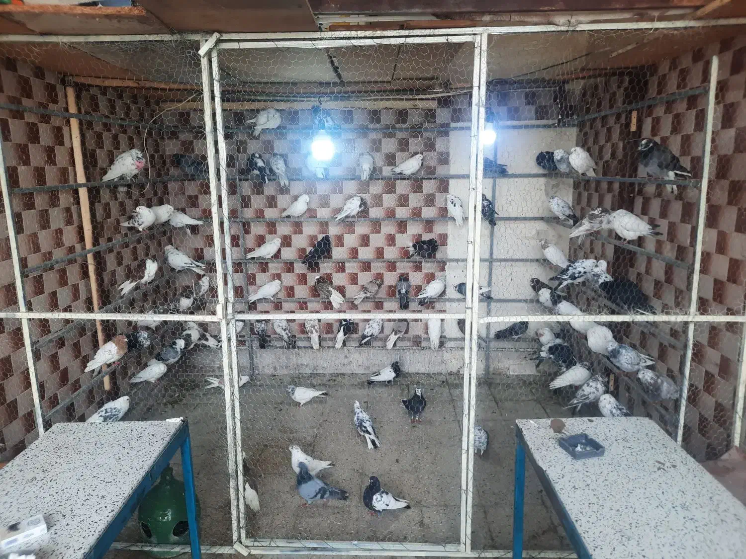 کلبه پرندگان سراب|پرنده|سراب, |دیوار