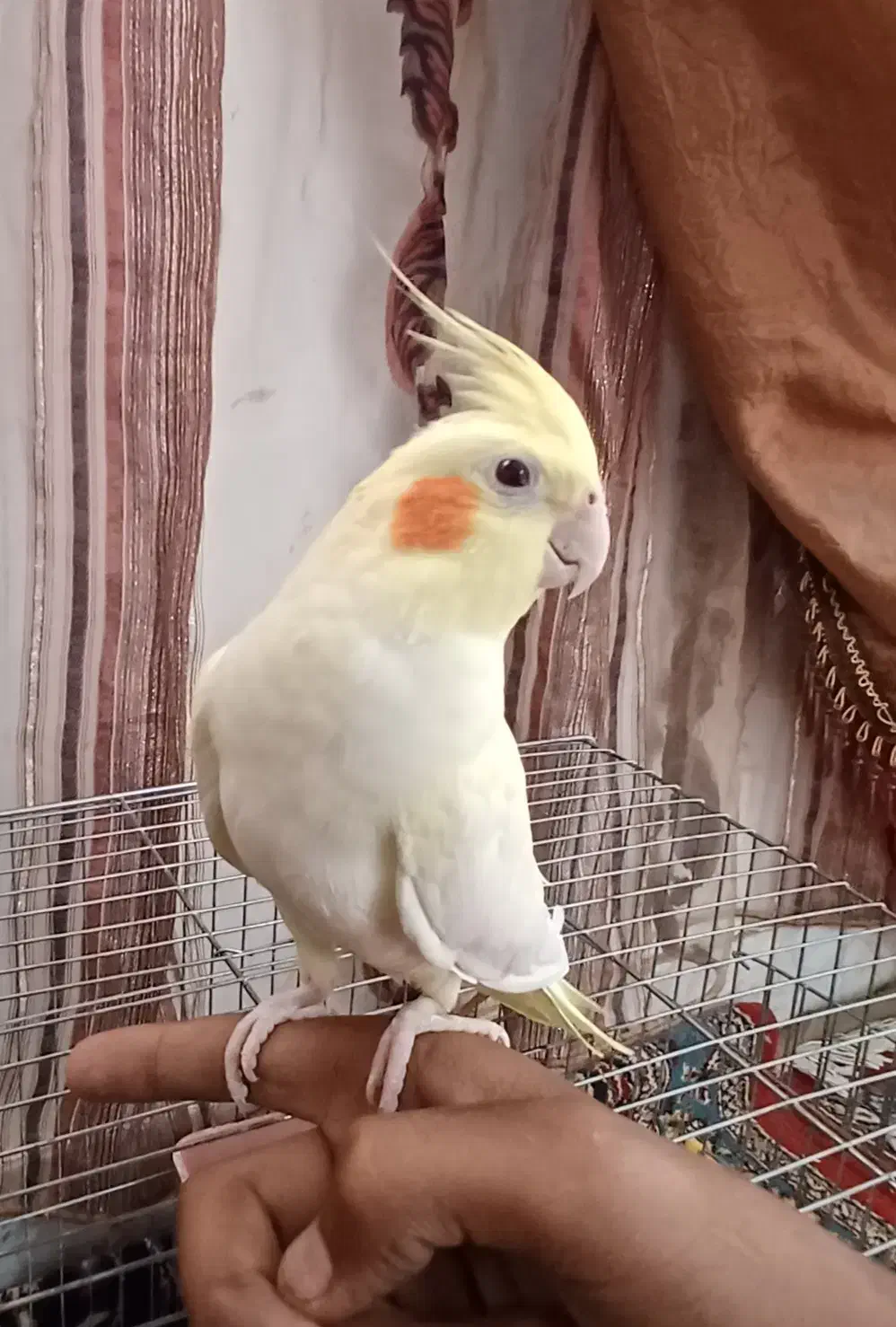 عروس هلندی لوتینو ماده|پرنده|ملایر, |دیوار