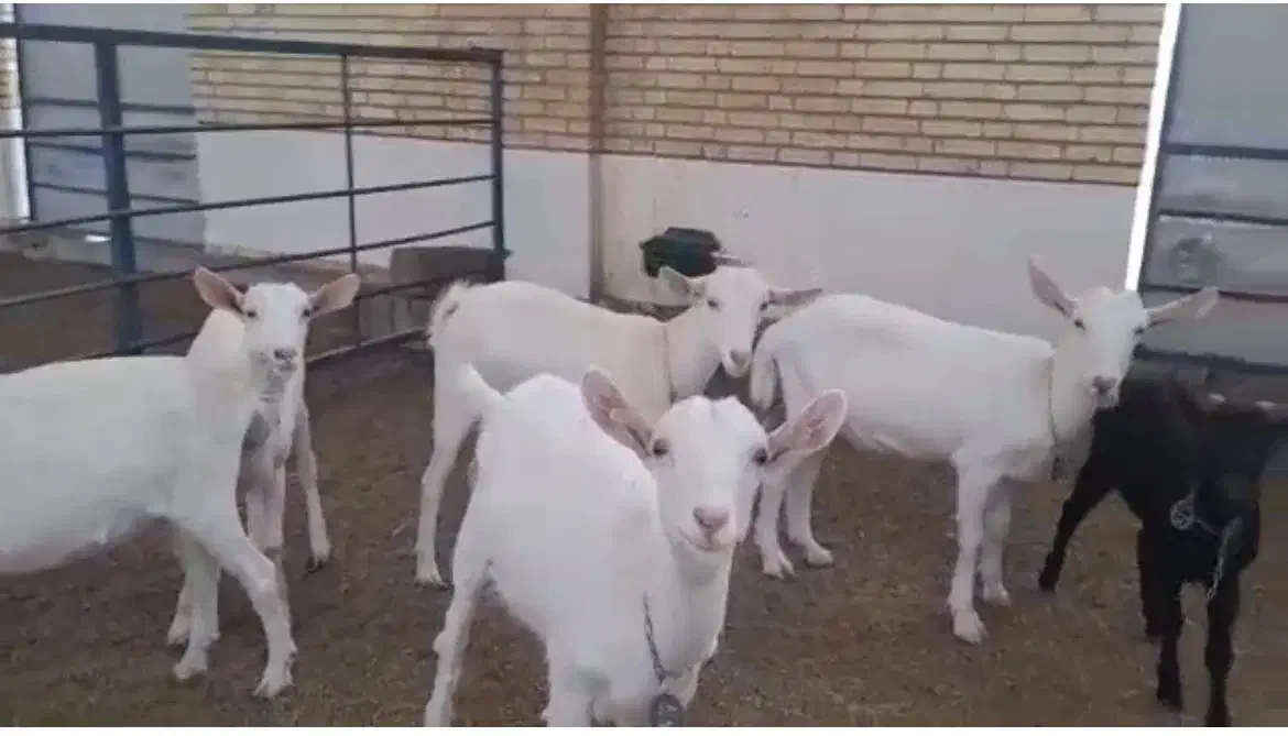 فروش بز پرشیر وارداتی سانن (اصل بخرید )|حیوانات مزرعه|تهران, استاد معین|دیوار