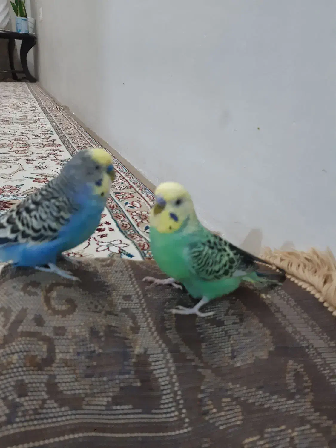 دوتا  مرغ عشق  نر|پرنده|مشهد, گلشور|دیوار