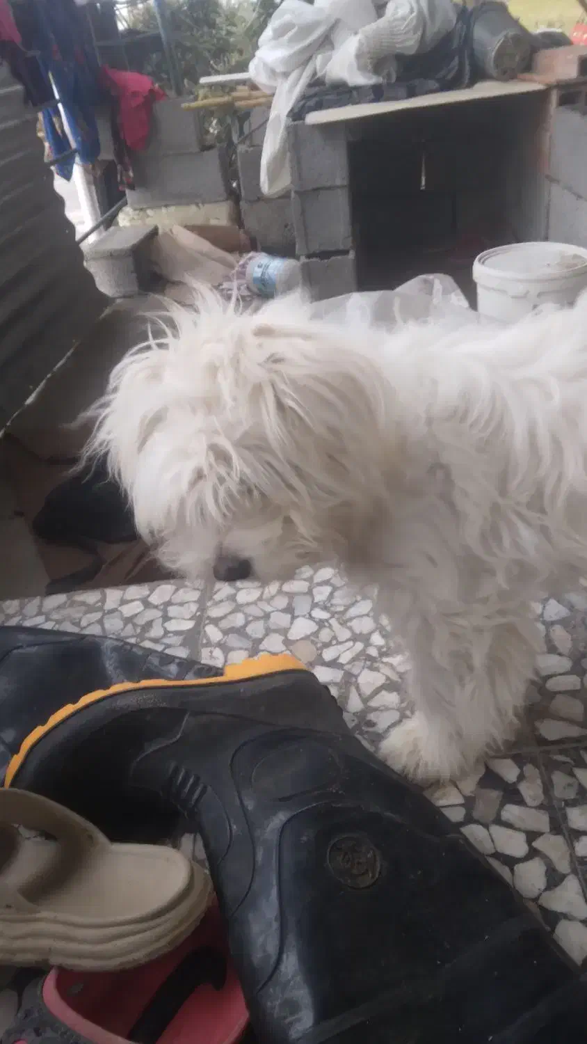 سگ بامزه|سگ|دابودشت, |دیوار