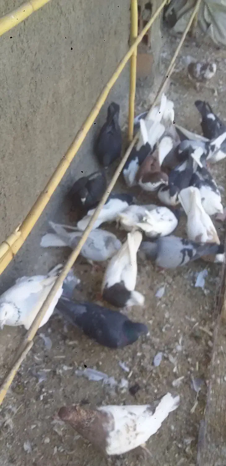 کبوتر|پرنده|نیشابور, کلاغان|دیوار