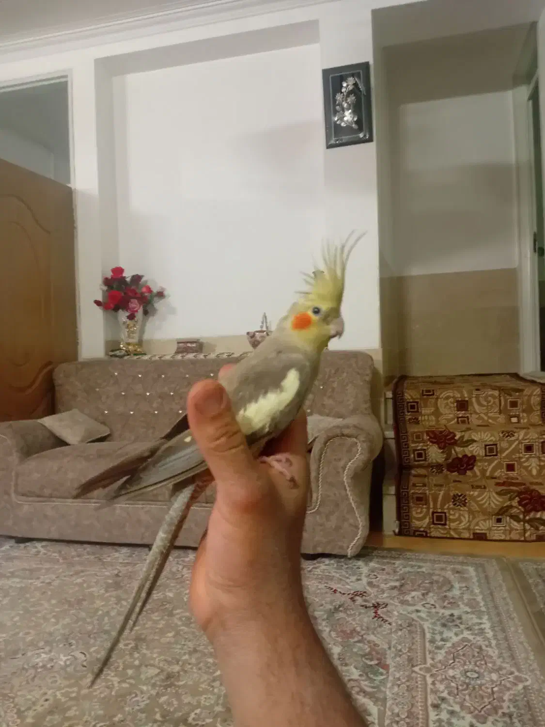 عروس هلندی دستی|پرنده|تفت, |دیوار