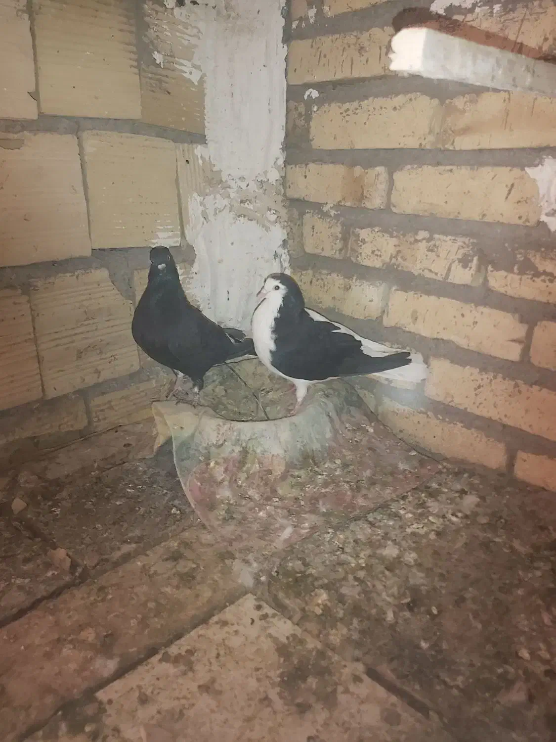 دو کفتر نر|پرنده|سلامی, |دیوار