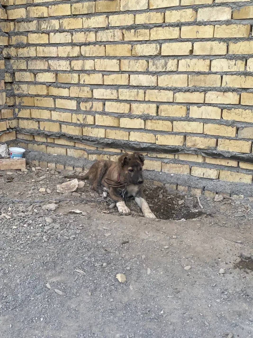 سگ گمشده|سگ|گلبهار, شهر جدید گلبهار|دیوار