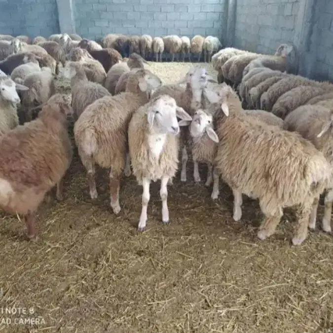 گوسفند زنده|حیوانات مزرعه|تهران, تهرانپارس شرقی|دیوار