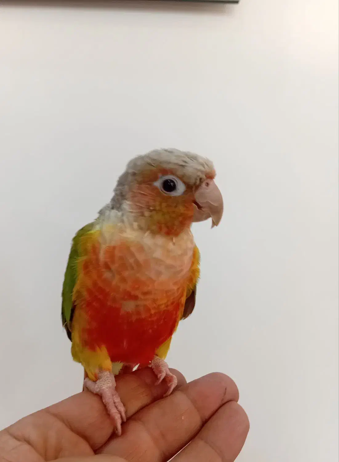 طوطی گرینچیک|پرنده|حمیدیا, |دیوار