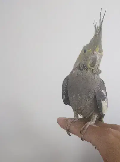 عروس هلندی|پرنده|زرند, |دیوار