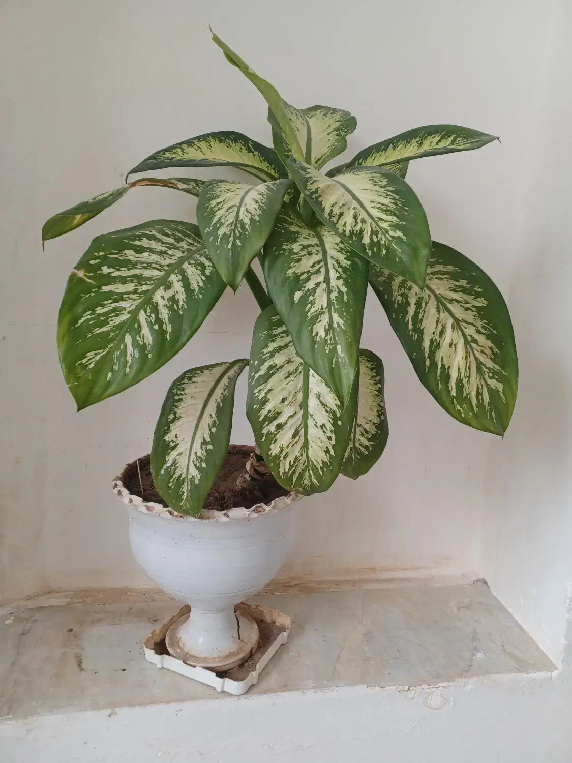 گل دیفن|گل و گیاه طبیعی|ایلام, |دیوار