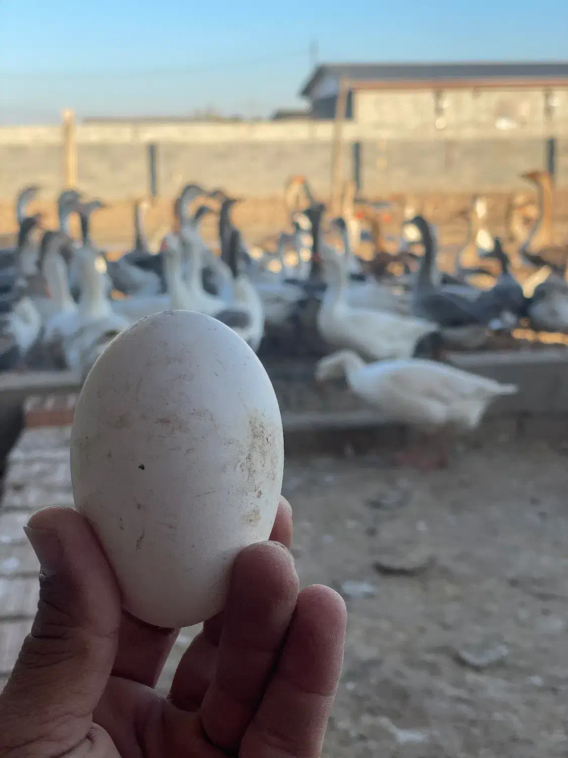 تولید روزانه تخم غاز|حیوانات مزرعه|آق قلا, |دیوار