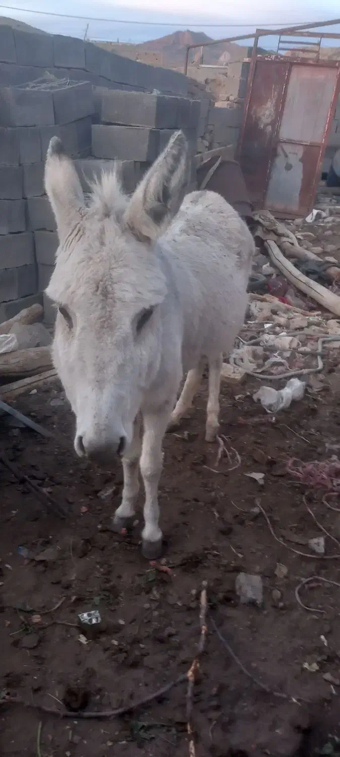 الاغ|حیوانات مزرعه|فریمان, |دیوار