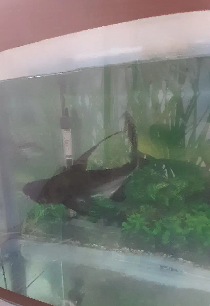 وحشی باله بلند|ماهی|اردبیل, |دیوار