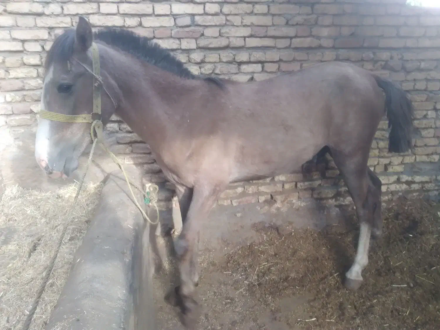 اسب پالونی|اسب و تجهیزات اسبسواری|بن, |دیوار