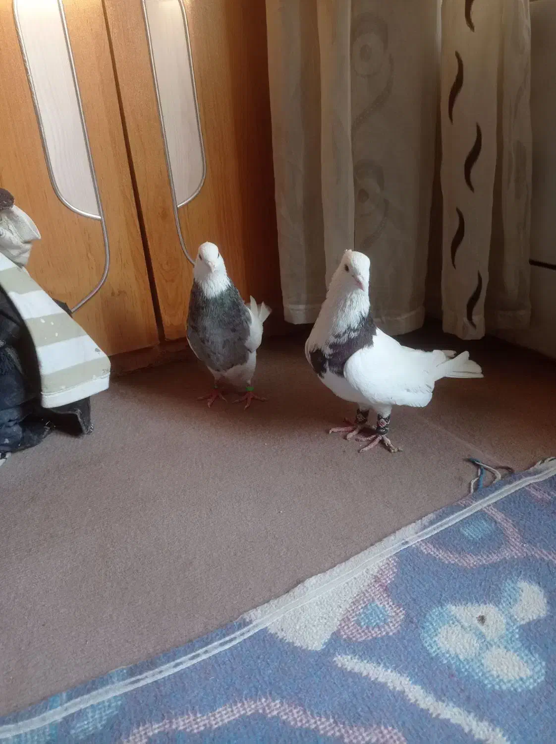 معاوضه با عروس هلندی|پرنده|گوهران, |دیوار