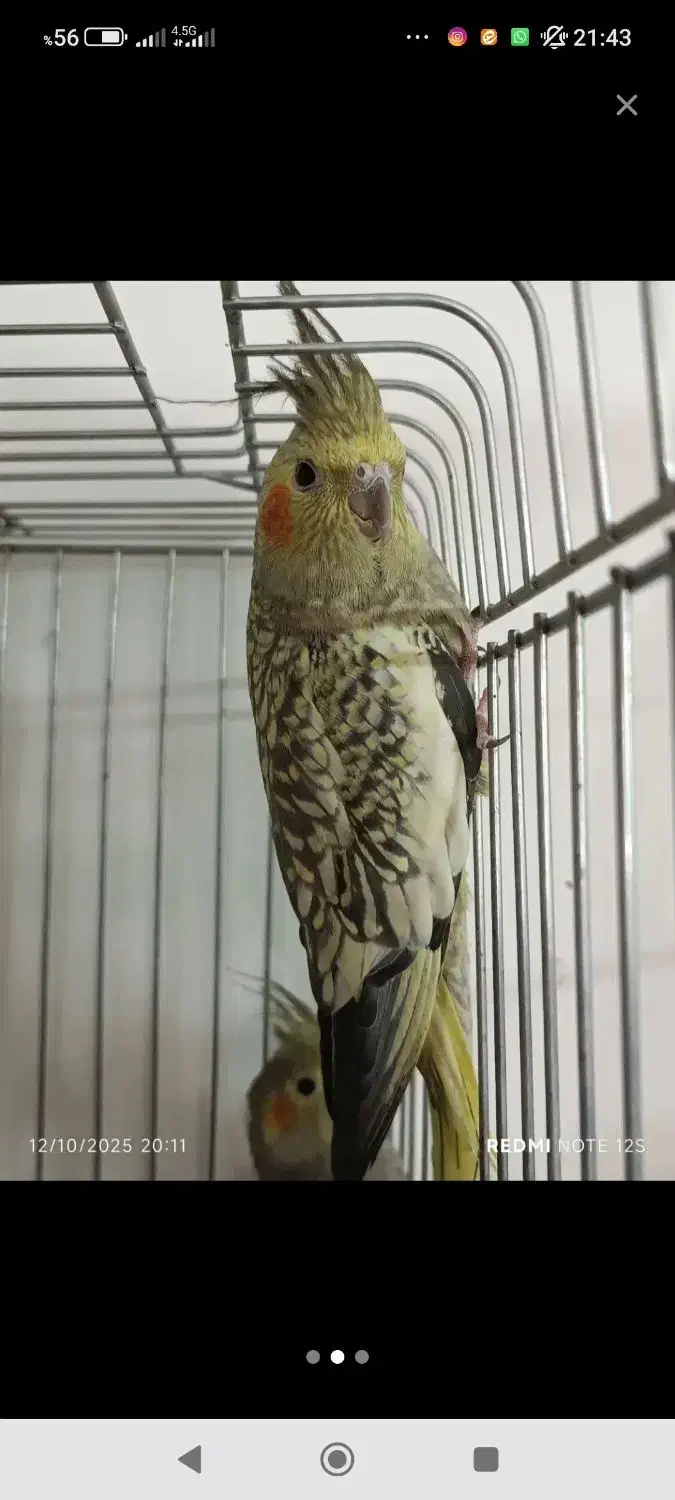 عروس هلندی|پرنده|محمدشهر, محمدشهر|دیوار