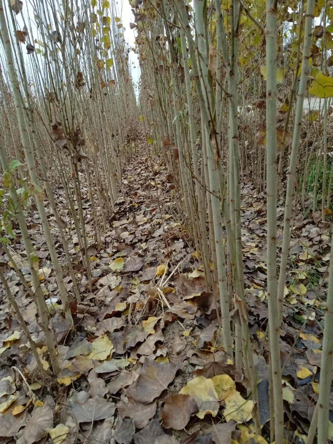 نهال فروشی منفردی|خدمات باغبانی و درختکاری|میاندوآب, |دیوار