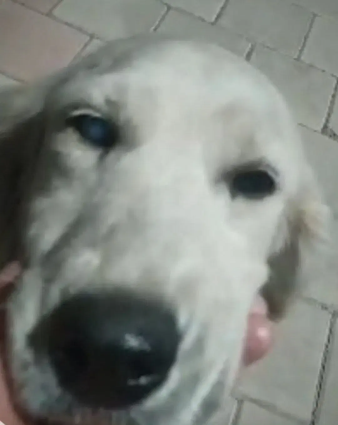 سگ ماده ، گم،شده|سگ|اشتهارد, |دیوار