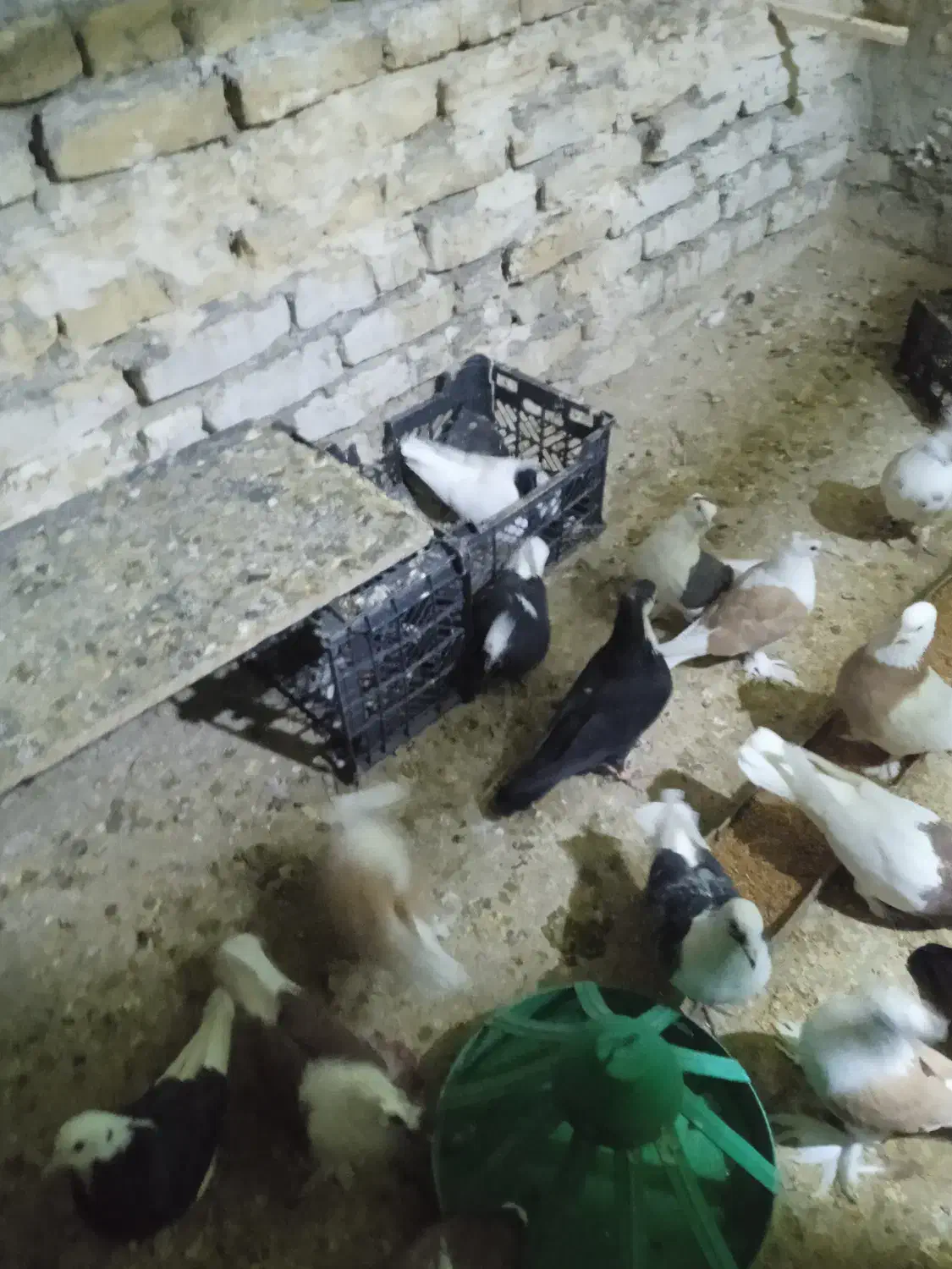 پرنده|پرنده|تربت‌حیدریه, کوی شهید احمدزاده ملکی|دیوار