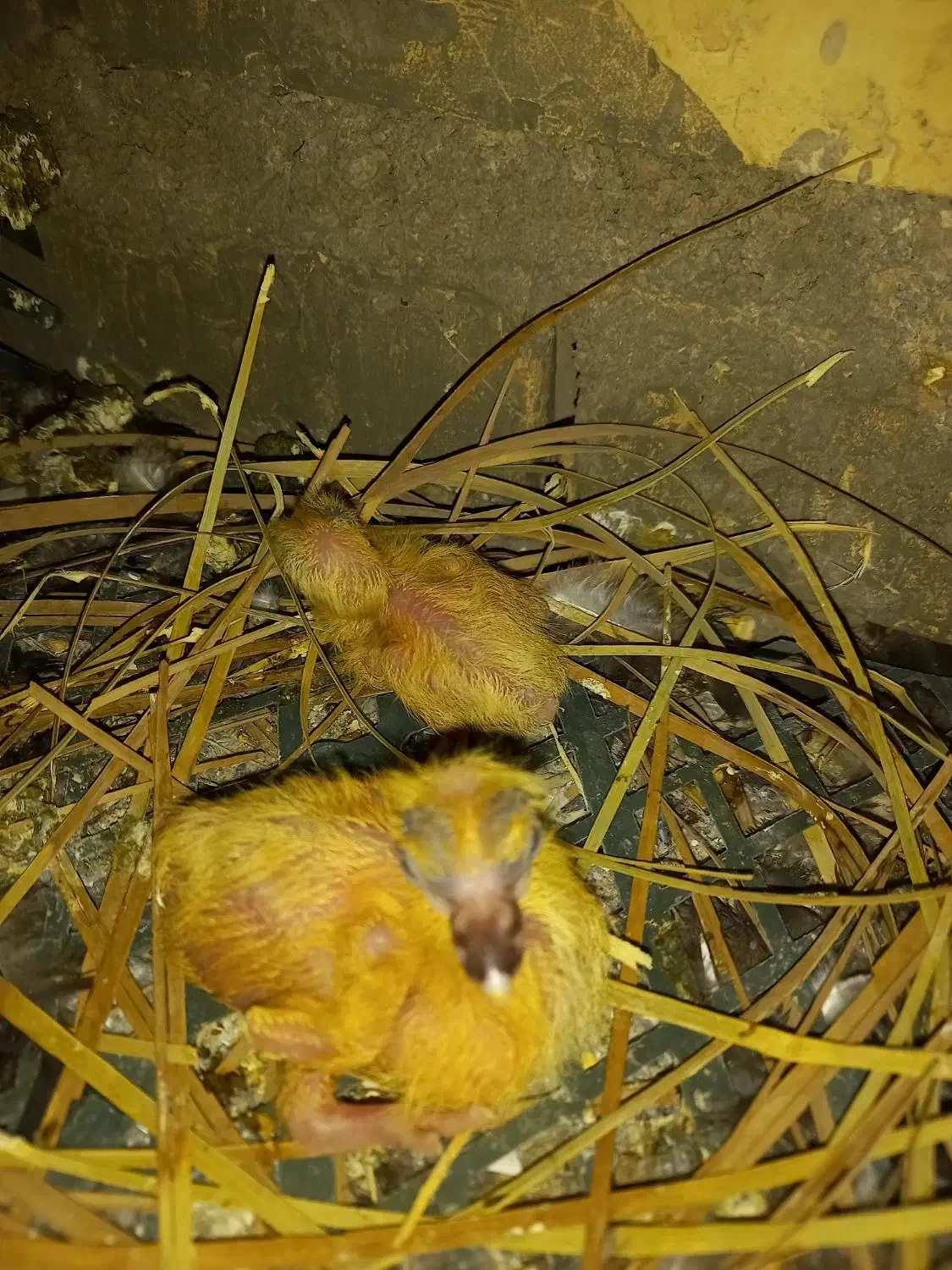 کبوتر گم شده|پرنده|شادگان, |دیوار