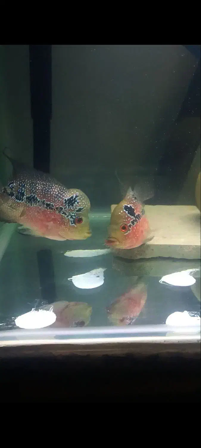 فلاوررددراگون|ماهی|سقز, |دیوار