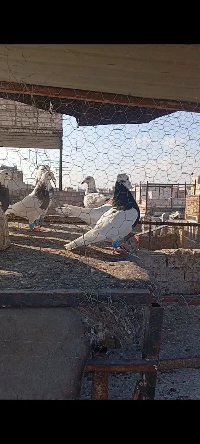 کفتر بوم به ضمانت پرش|پرنده|مشهد, موعود|دیوار