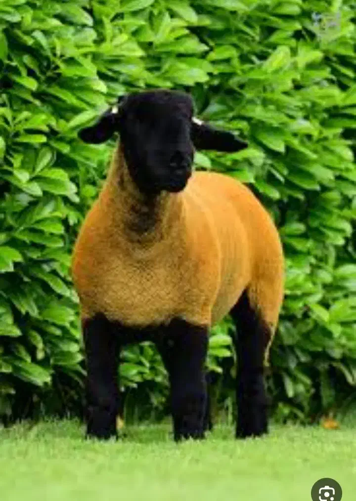 بره نره|حیوانات مزرعه|قزوین, |دیوار