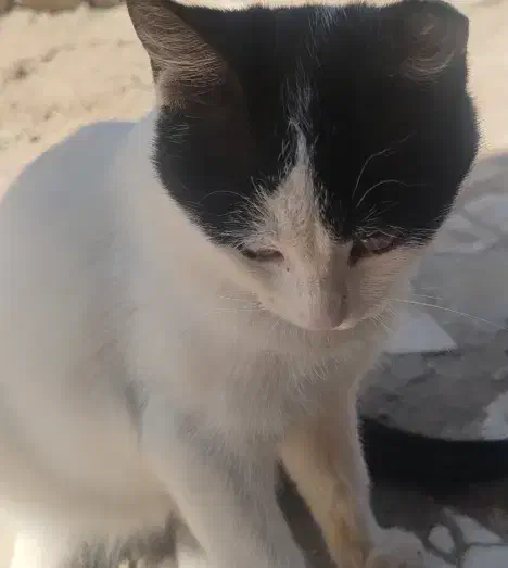 واگذاری رایگان 4 بچه گربه|گربه|کرمان, |دیوار