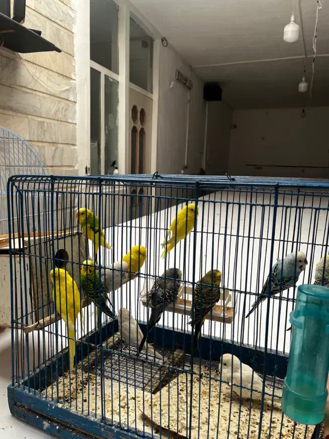 مرغ عشق|پرنده|قم, هفت تیر|دیوار