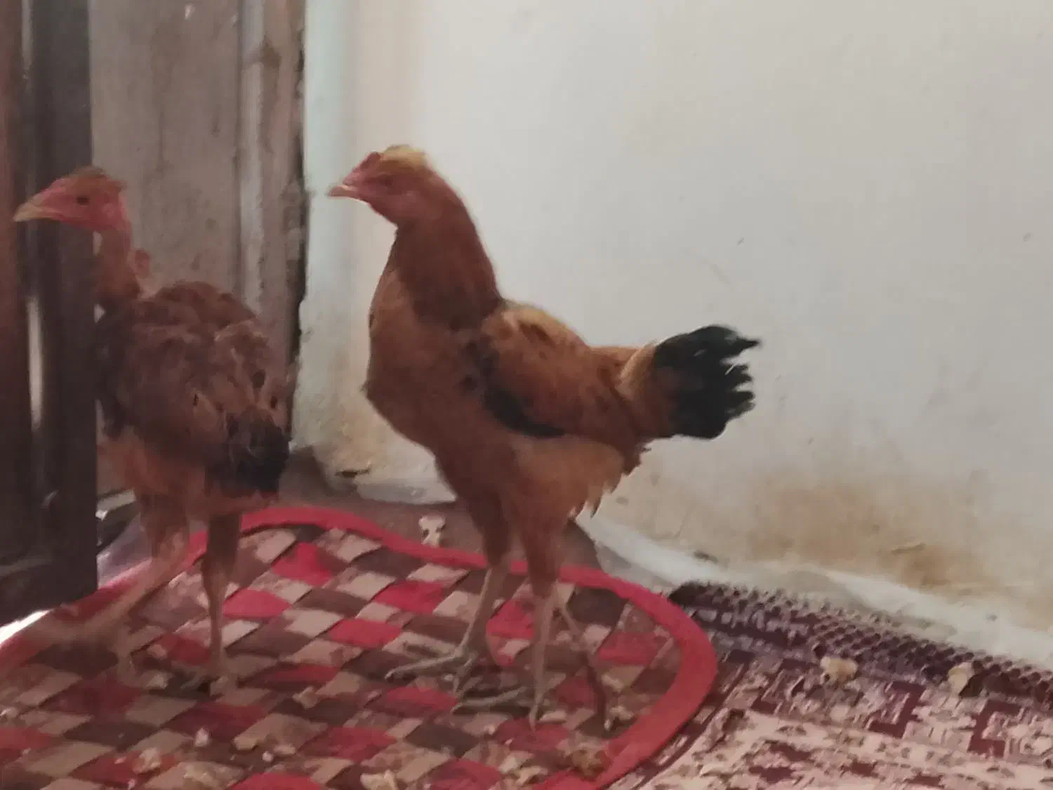 سلام جوجه شوربه ای چاغ|حیوانات مزرعه|کرباسک, |دیوار