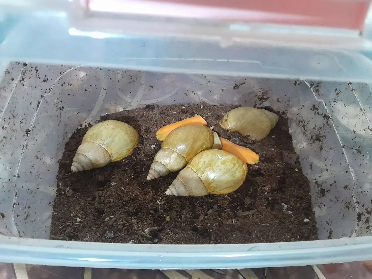 حلزون|خزنده|یزد, |دیوار