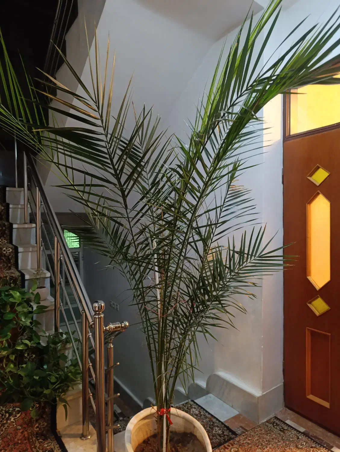 گل نخل فونیکس طبیعی|گل و گیاه طبیعی|بناب, |دیوار