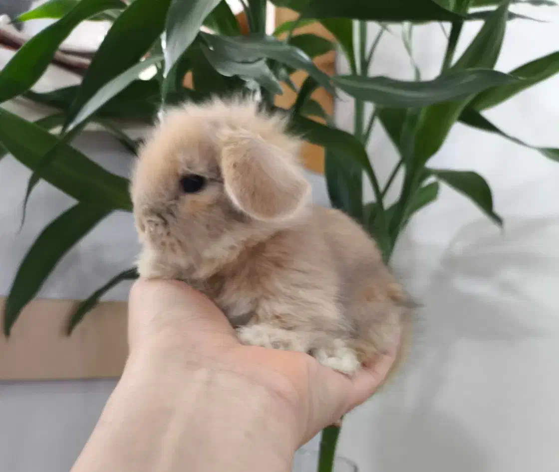 بچه خرگوش مینی لوپ لپ مینیاتوری اموزش دیده|موش و خرگوش|مشهد, هفده شهریور|دیوار