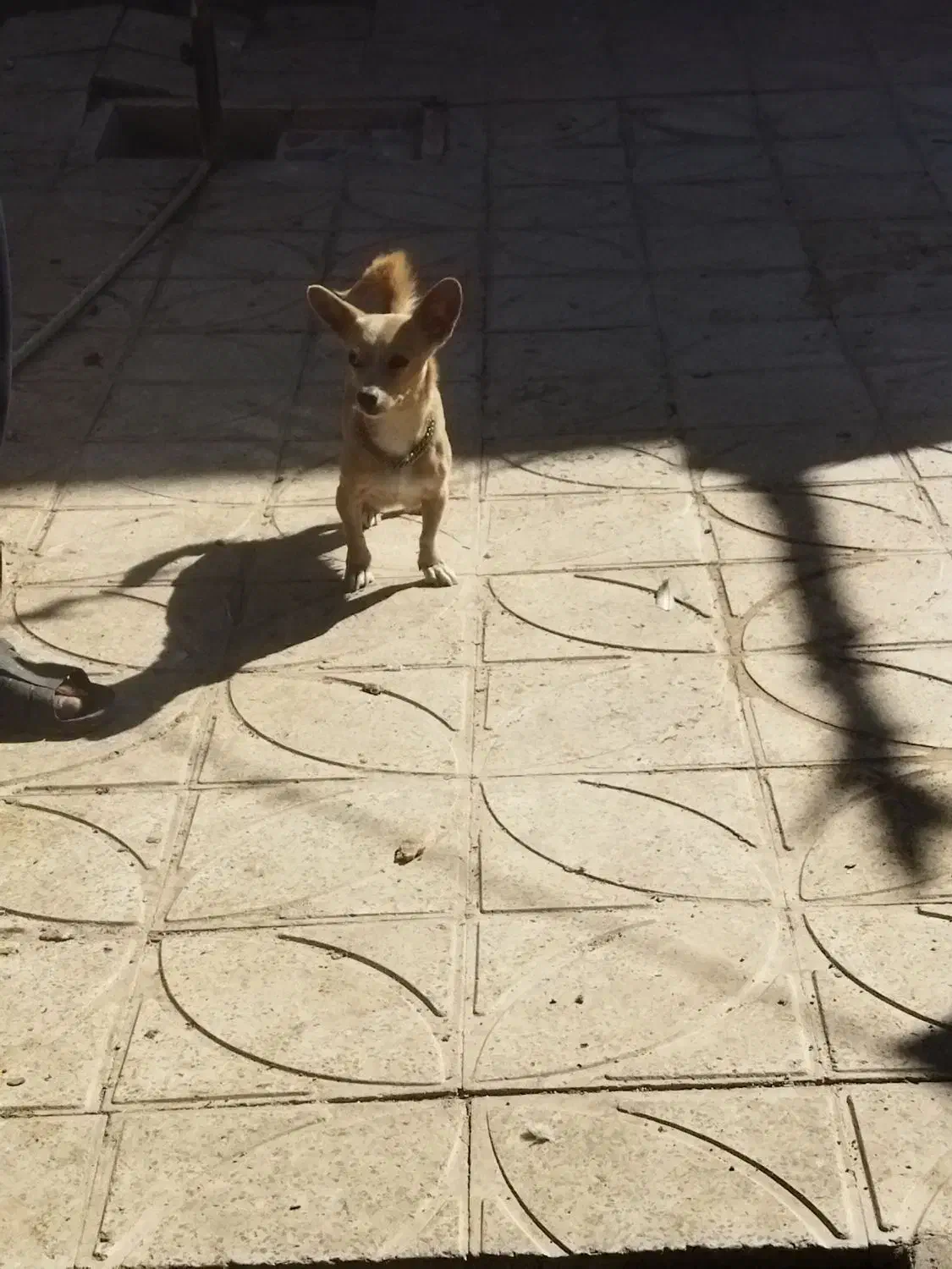 توله سگ پا کوتاه|سگ|کرمان, |دیوار