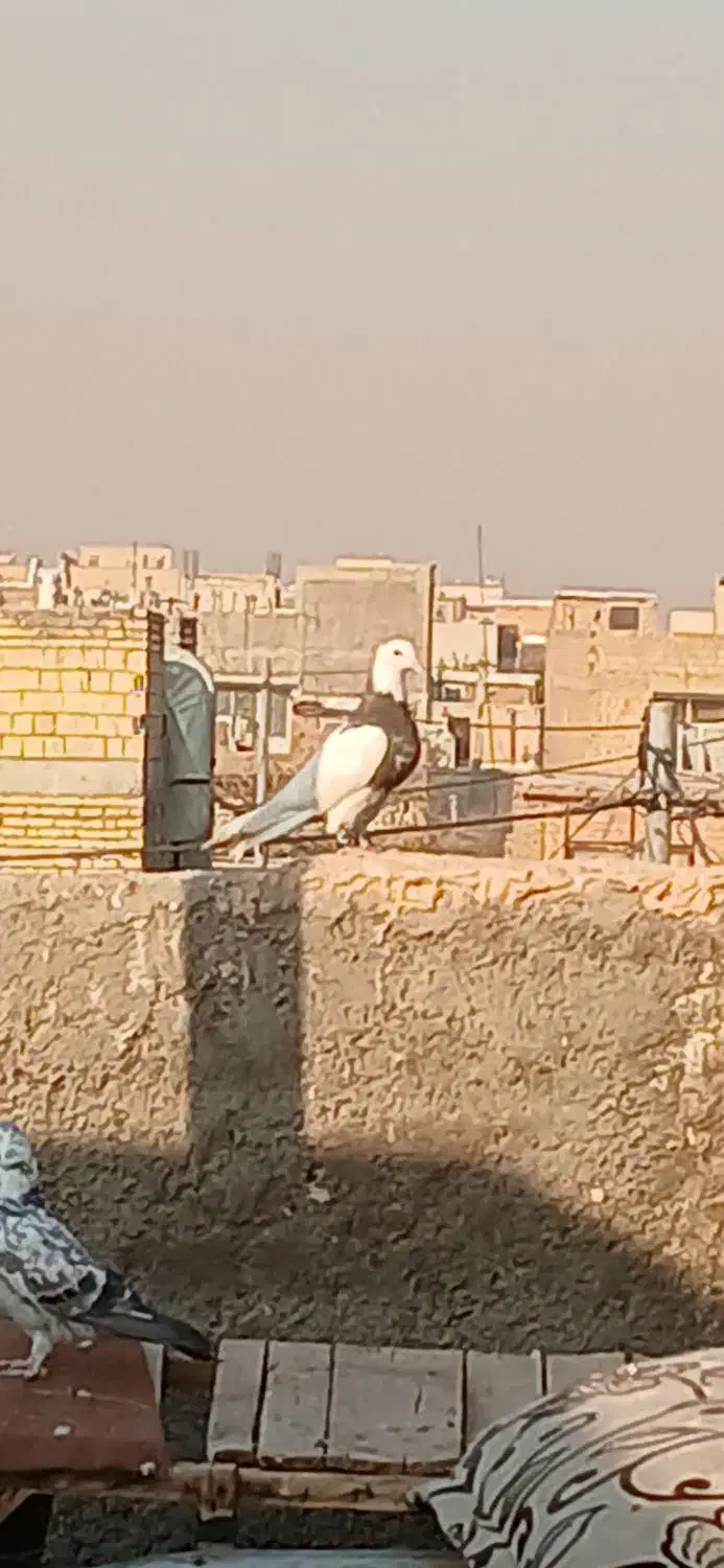 طوقی هفت رنگ|پرنده|شاهینشهر, گزبرخوار|دیوار