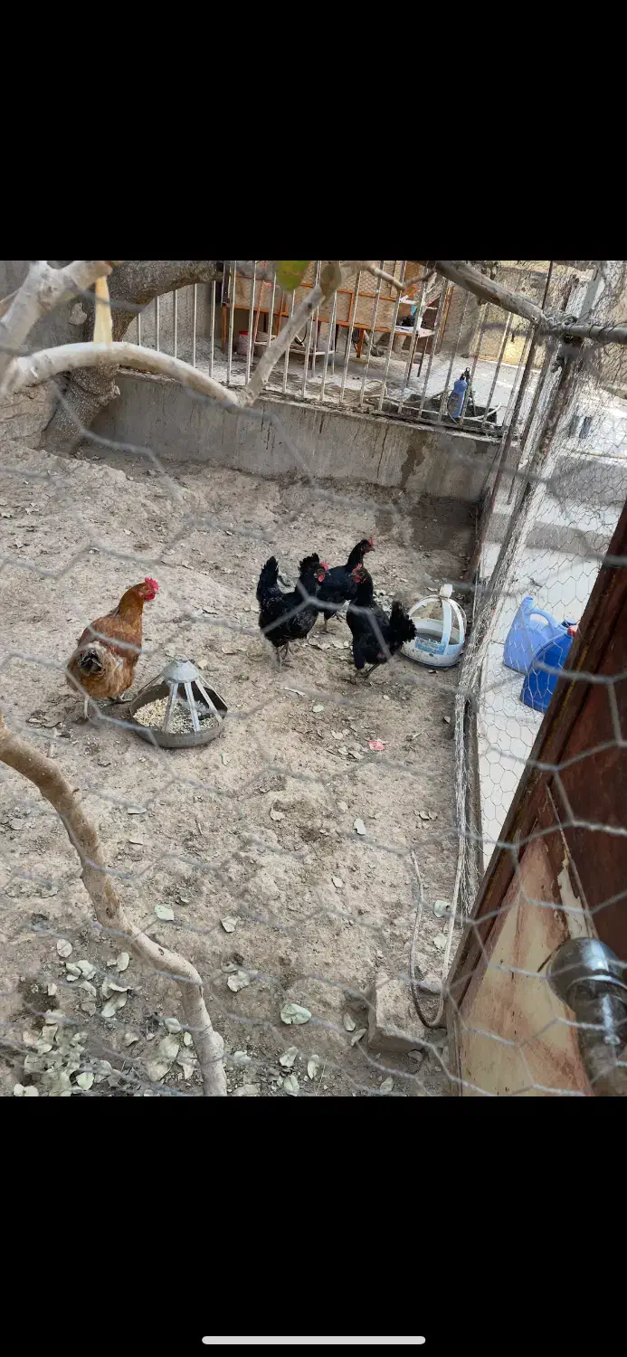 مرغ و خروس|حیوانات مزرعه|سنگان, |دیوار