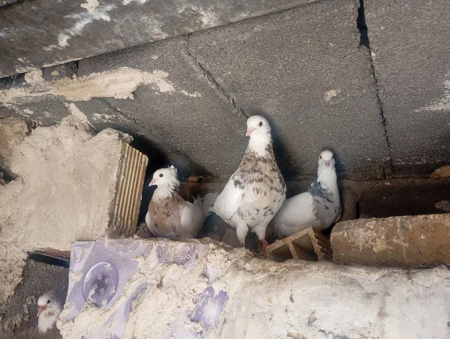 کفتر طوقی|پرنده|رودشت (چهارمحال و بختیاری), |دیوار