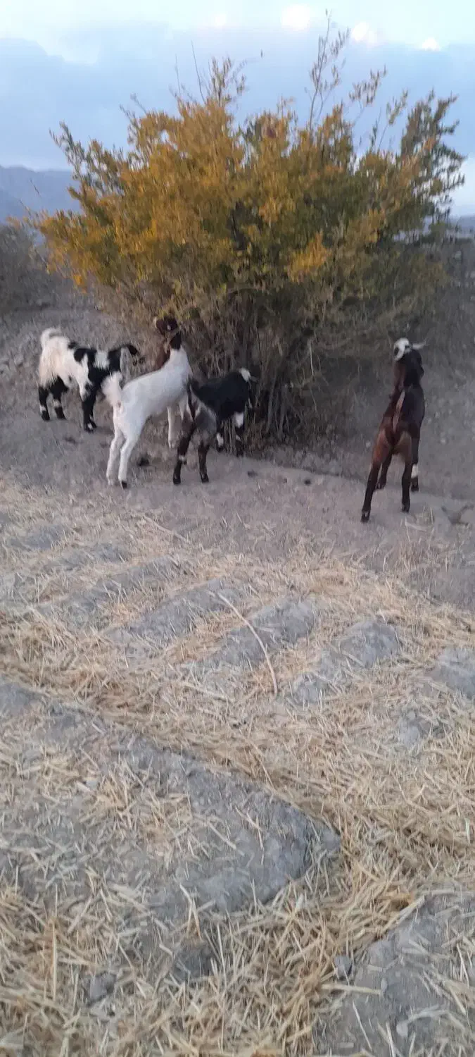 بزّ|حیوانات مزرعه|اسفراین, |دیوار