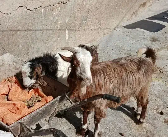 دو عدد بز و بزغاله جوان|حیوانات مزرعه|دالاهو, |دیوار