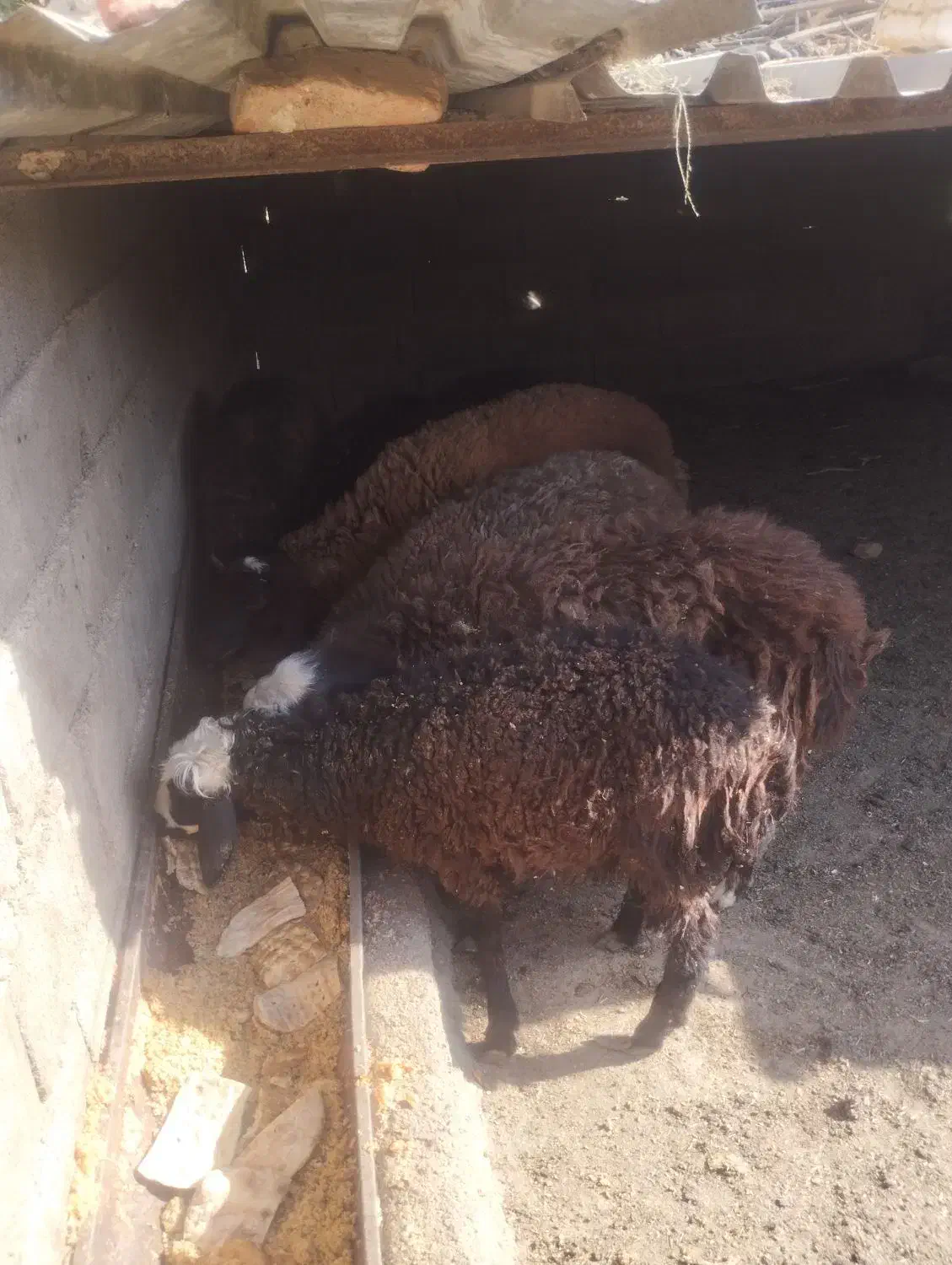 بره نر و ماده|حیوانات مزرعه|پاکدشت, پاکدشت (مامازند)|دیوار