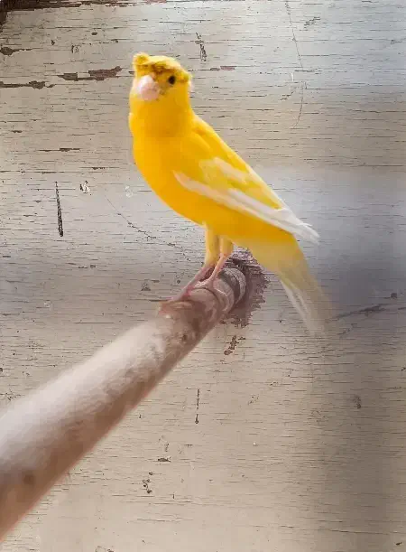 قناری ماده کاکلی|پرنده|چابهار, |دیوار