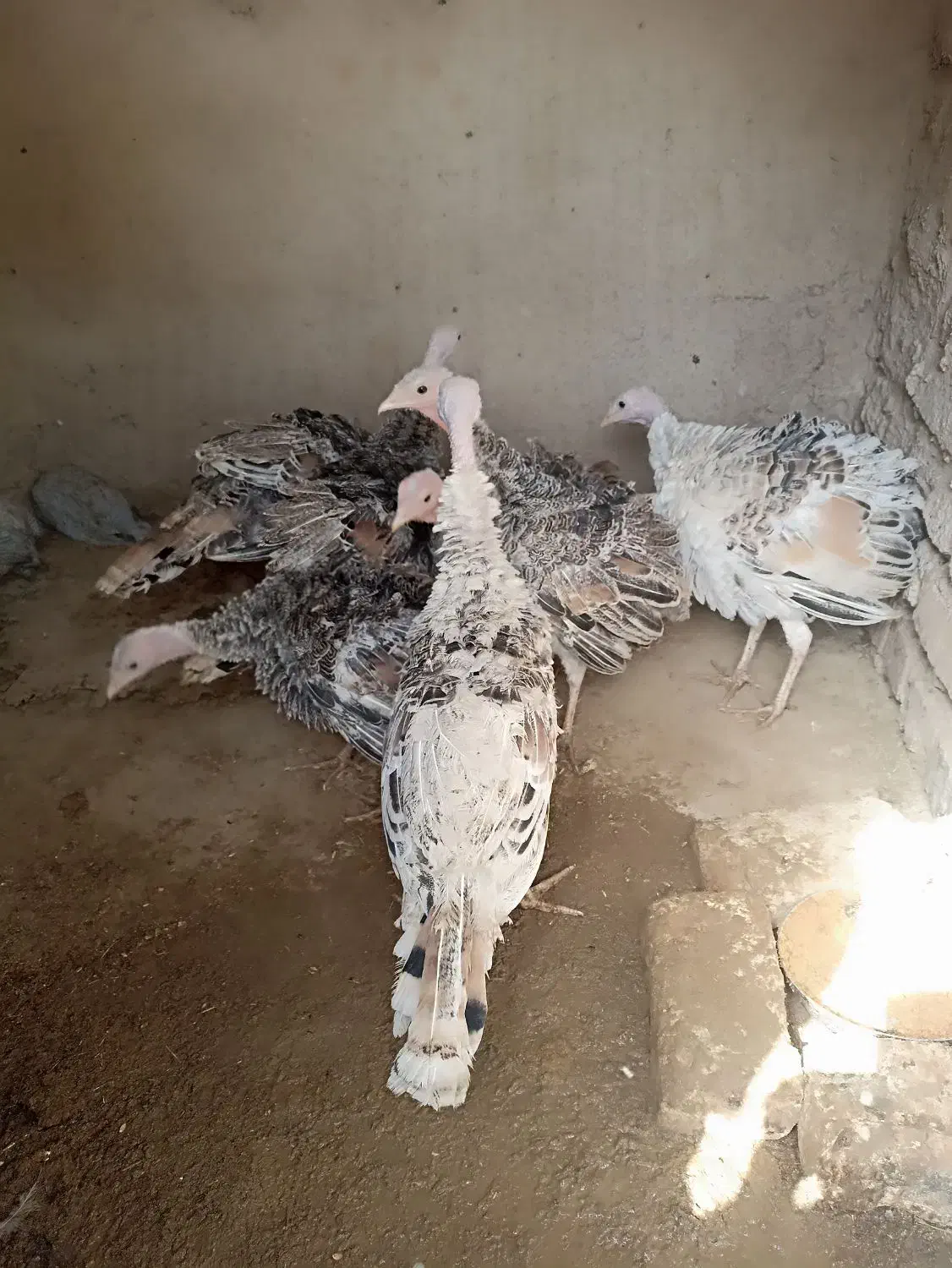 بوقلمون|حیوانات مزرعه|کرباسک, |دیوار