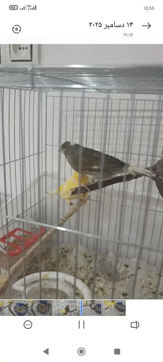 قناری مولد نرماده تخم دارن|پرنده|نقده, |دیوار